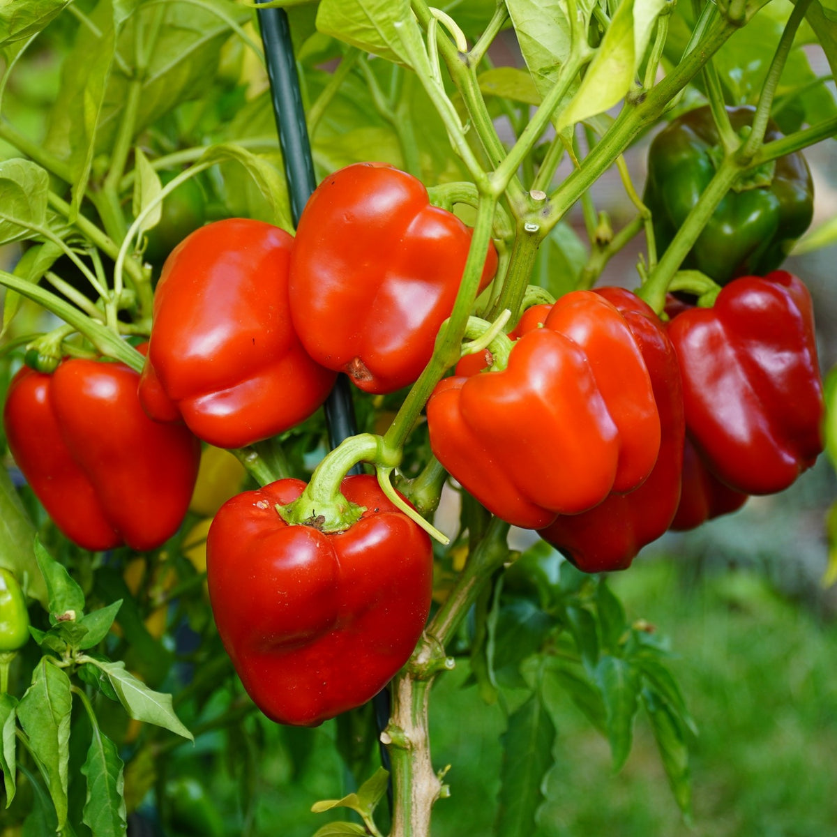 MHD 06/26 Paprika Granova Samen