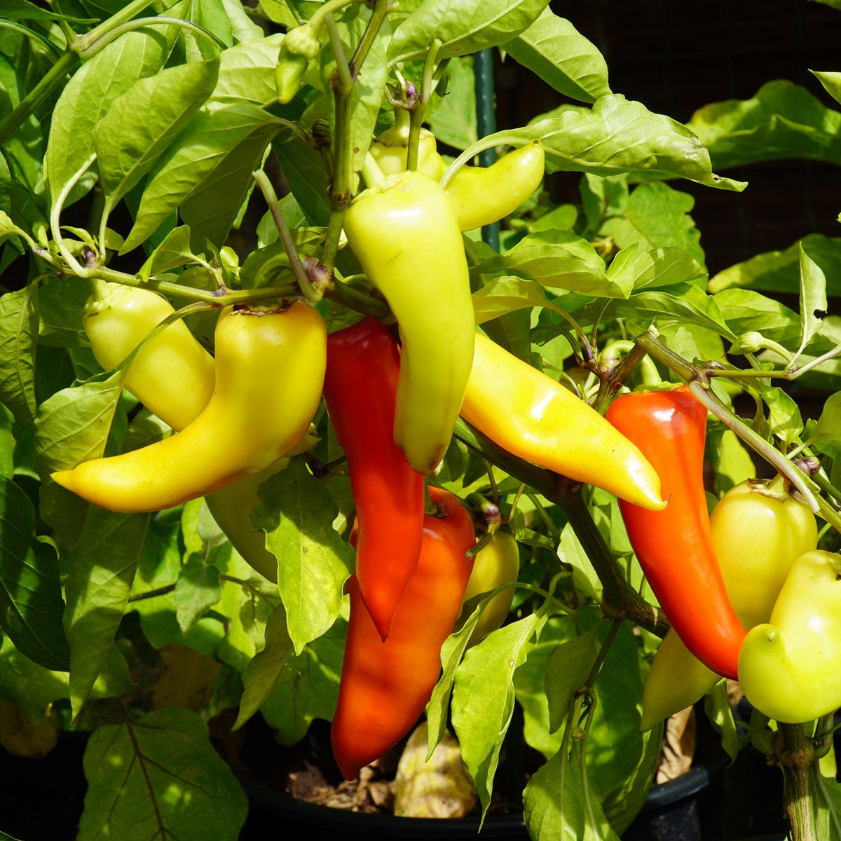 MHD 06/26 Paprika Sweet Banana Samen