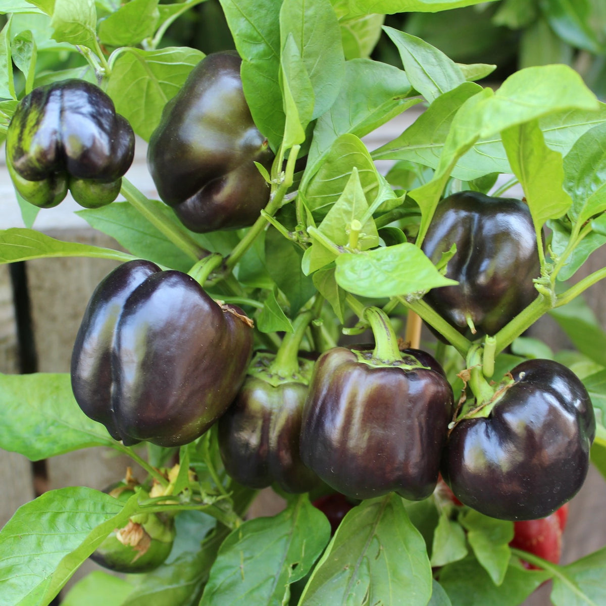 Paprika Purple Bell