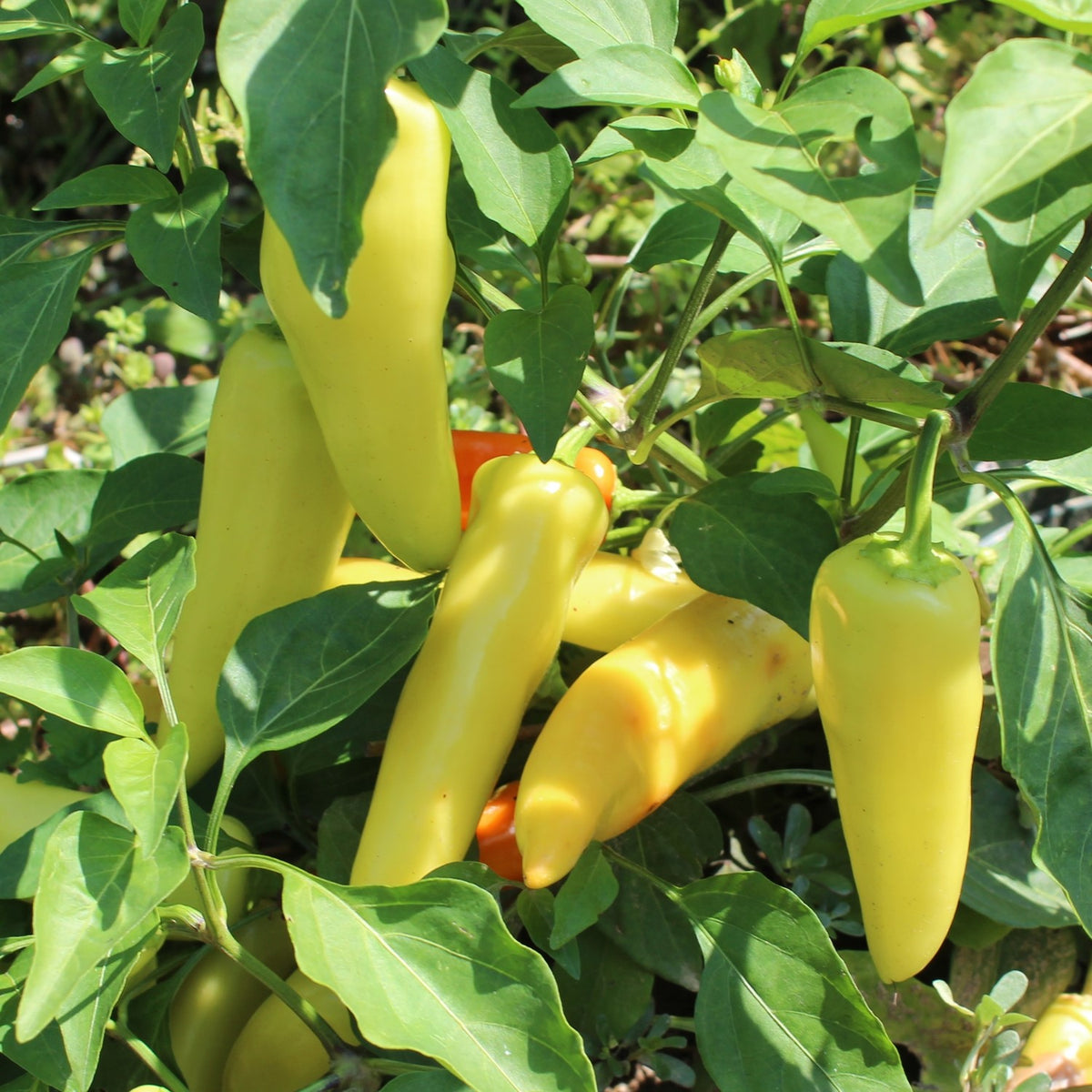 Paprika Hungarian Yellow Wax scharf Samen