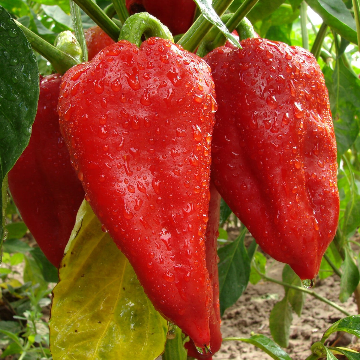 Paprika Sandra Samen