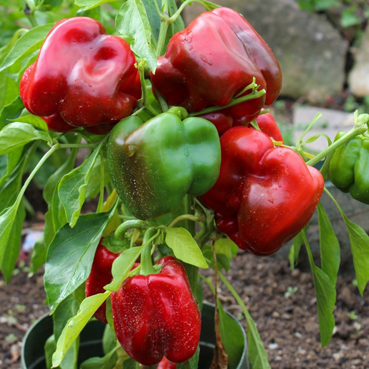 Paprika Quadrato d'Asti rosso Samen