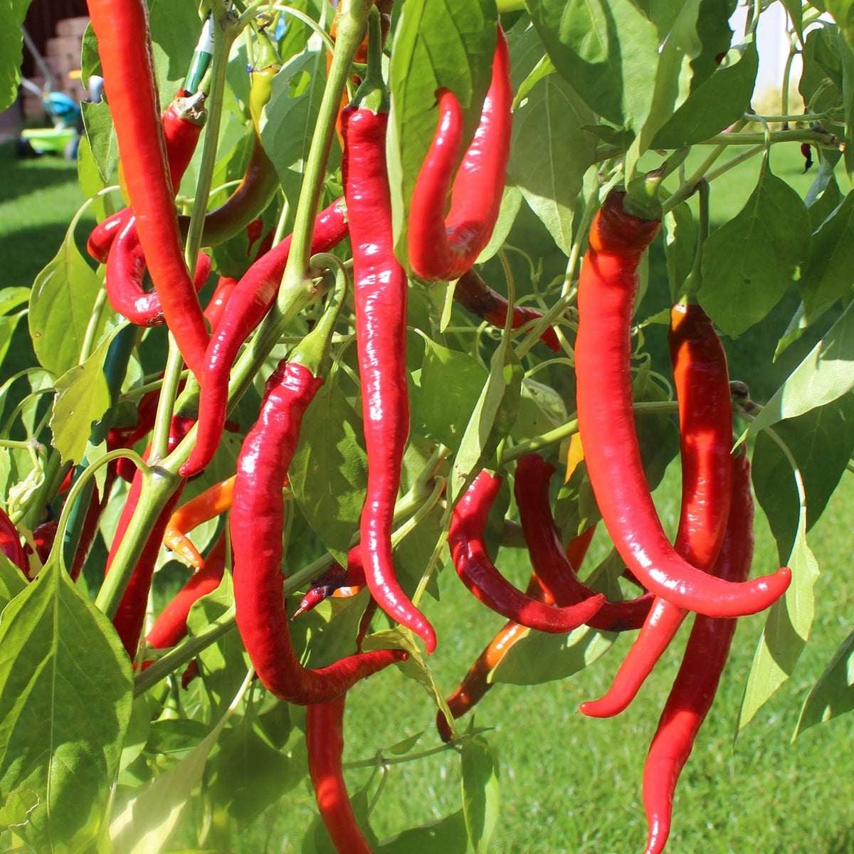 Chili Cayenne Samen