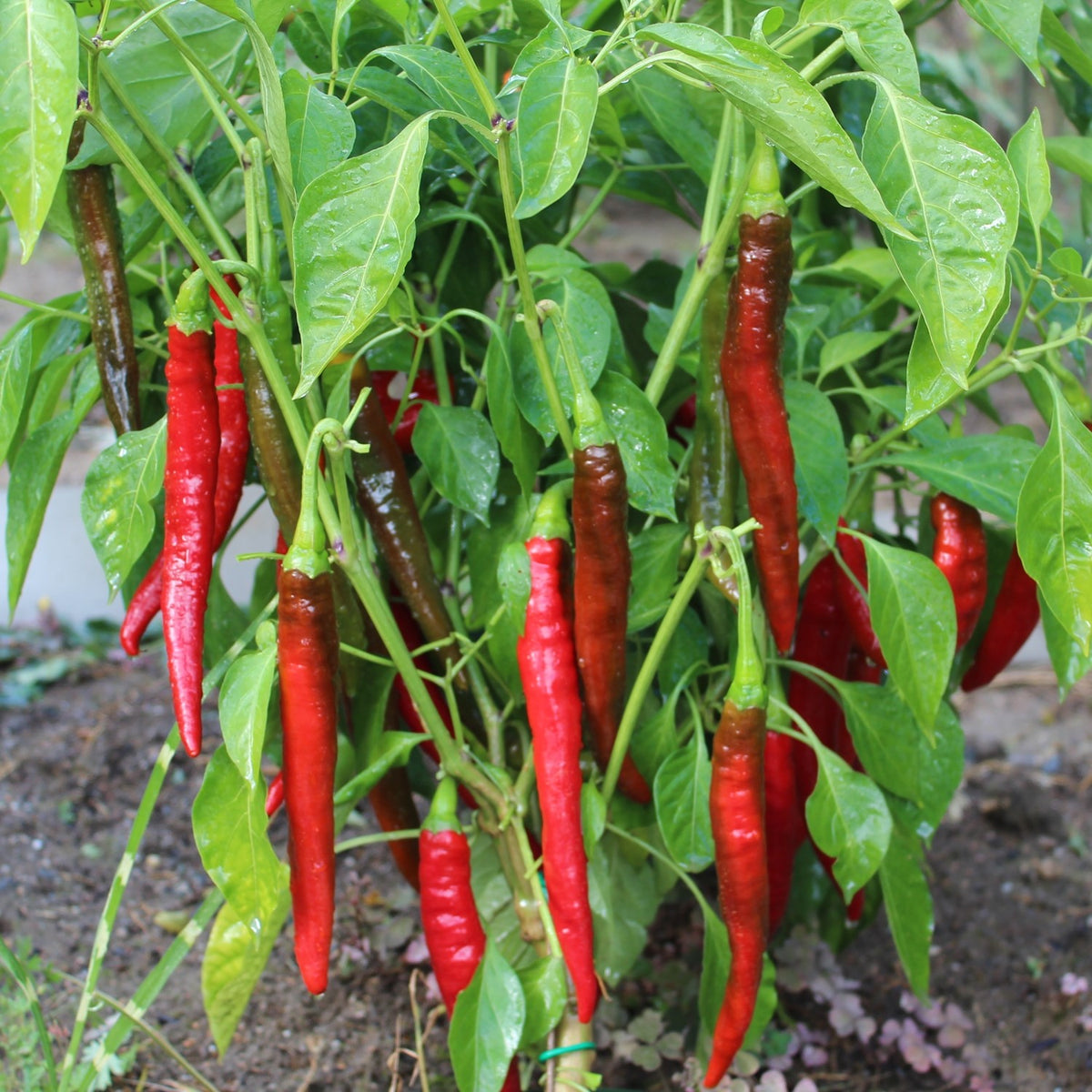 Chili Sigaretta di Bergamo Samen