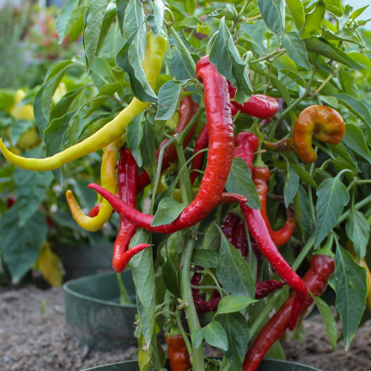 MHD 06/26 Peperoni Lombardo Samen