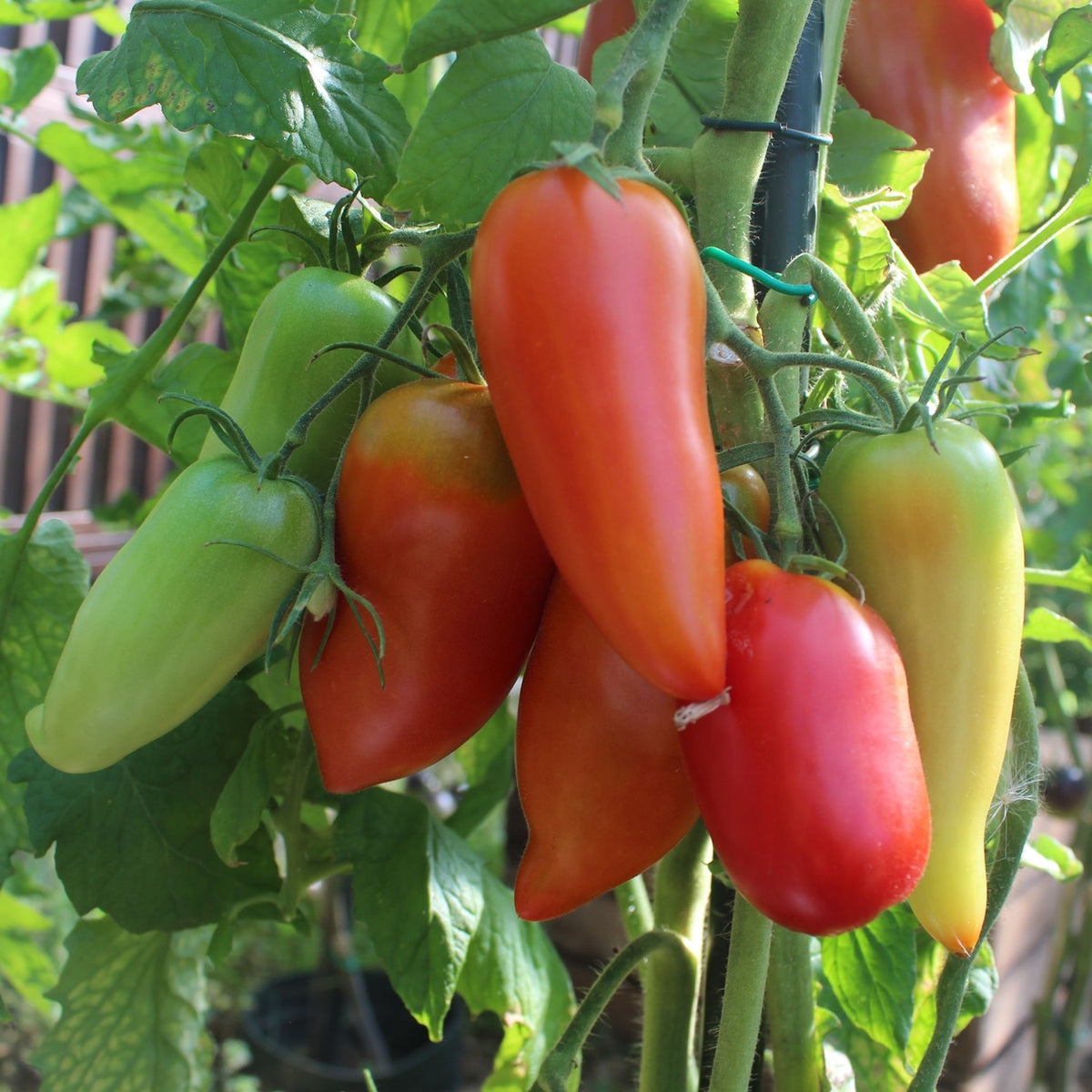 Andenhorn Tomatensamen
