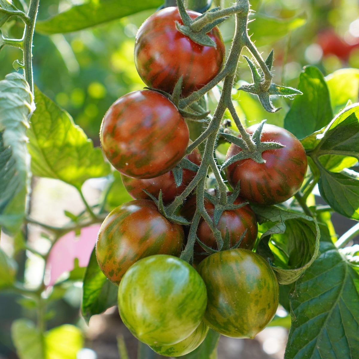 Tigrino Tomatensamen