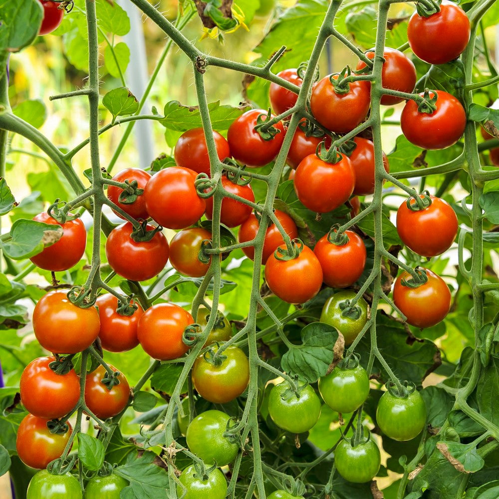 Zuckertraube Bio-Tomatensamen