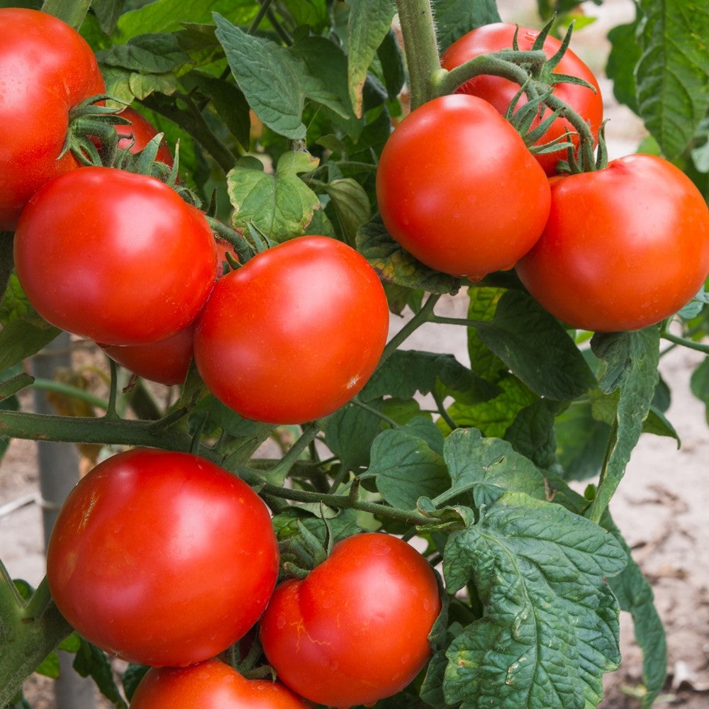 Rondobella Bio-Tomatensamen
