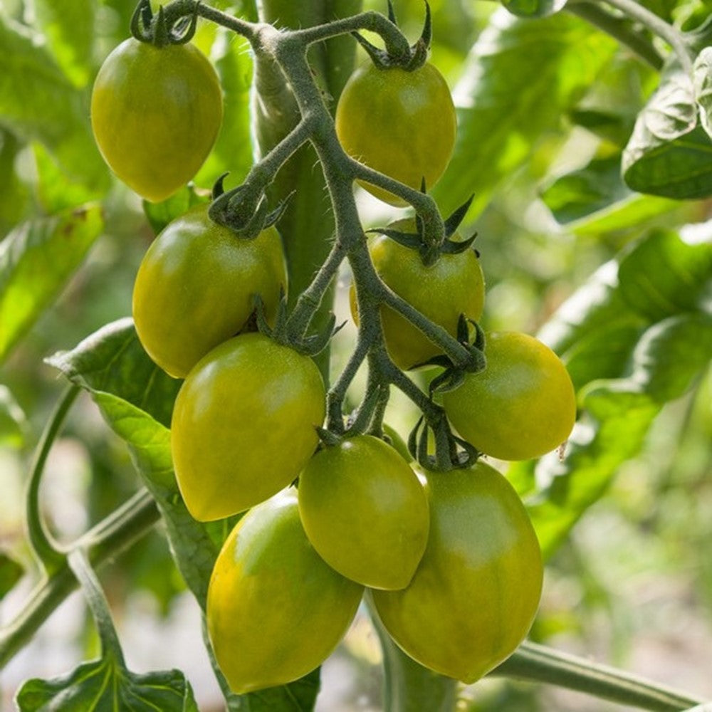 Green Envy Tomatensamen