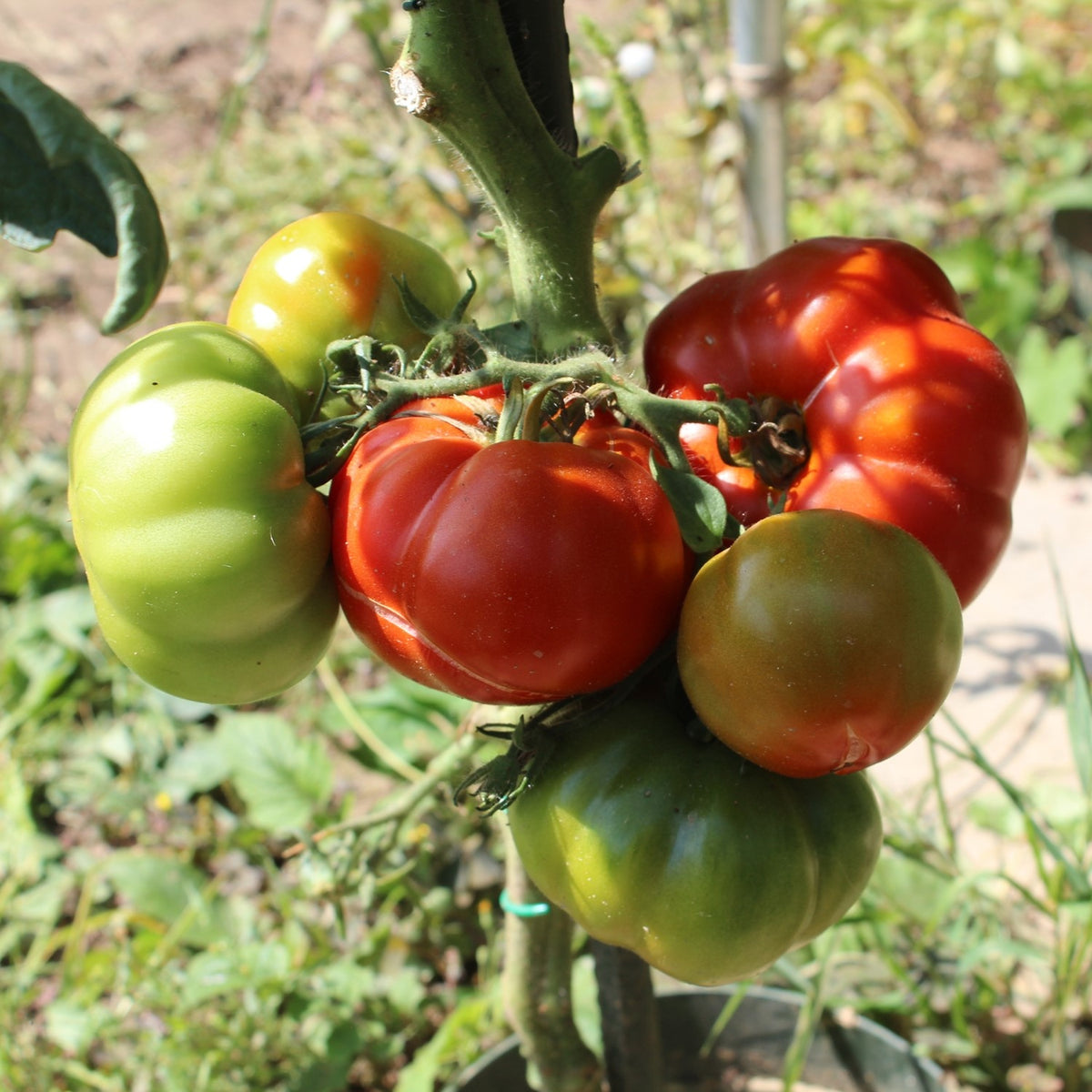Marmande Bio-Tomatensamen