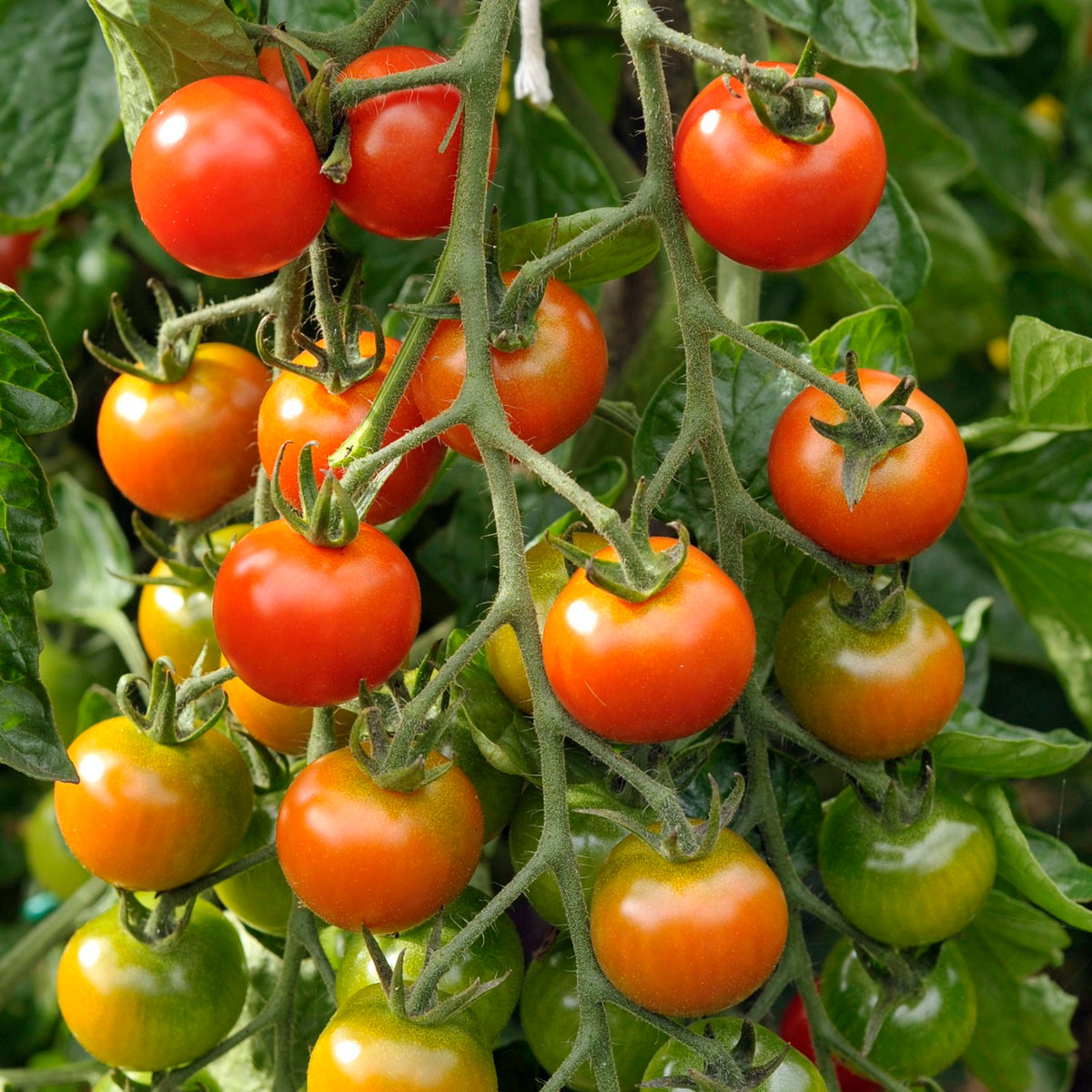 Primabella Bio-Tomatensamen
