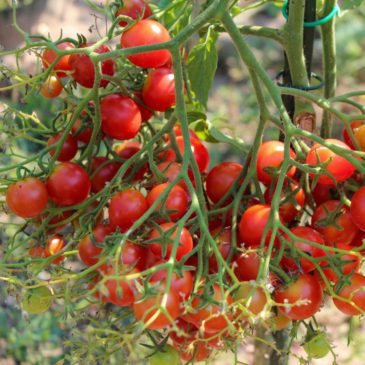 Rose Quartz Bio-Tomatensamen