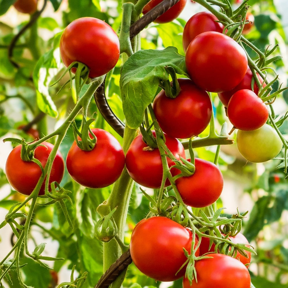 Resibella Bio-Tomatensamen