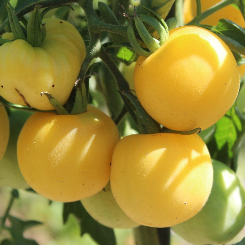 Weißer Pfirsich Bio-Tomatensamen