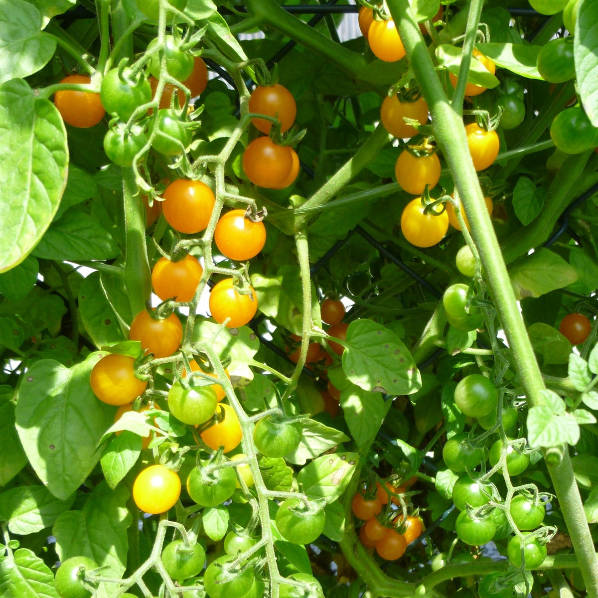Gelbe Johannisbeere Bio-Tomatensamen