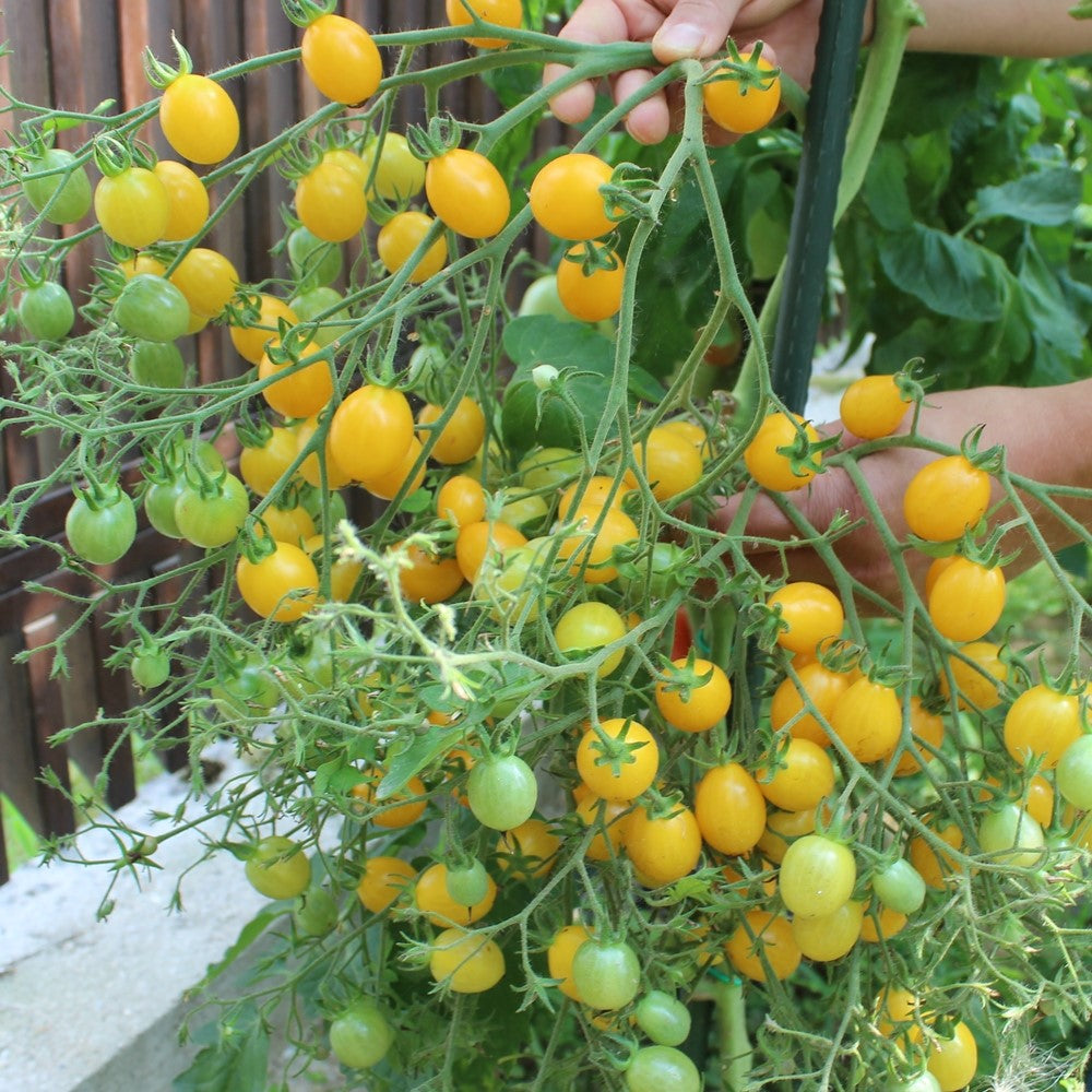 Slivowidnij Bio-Tomatensamen