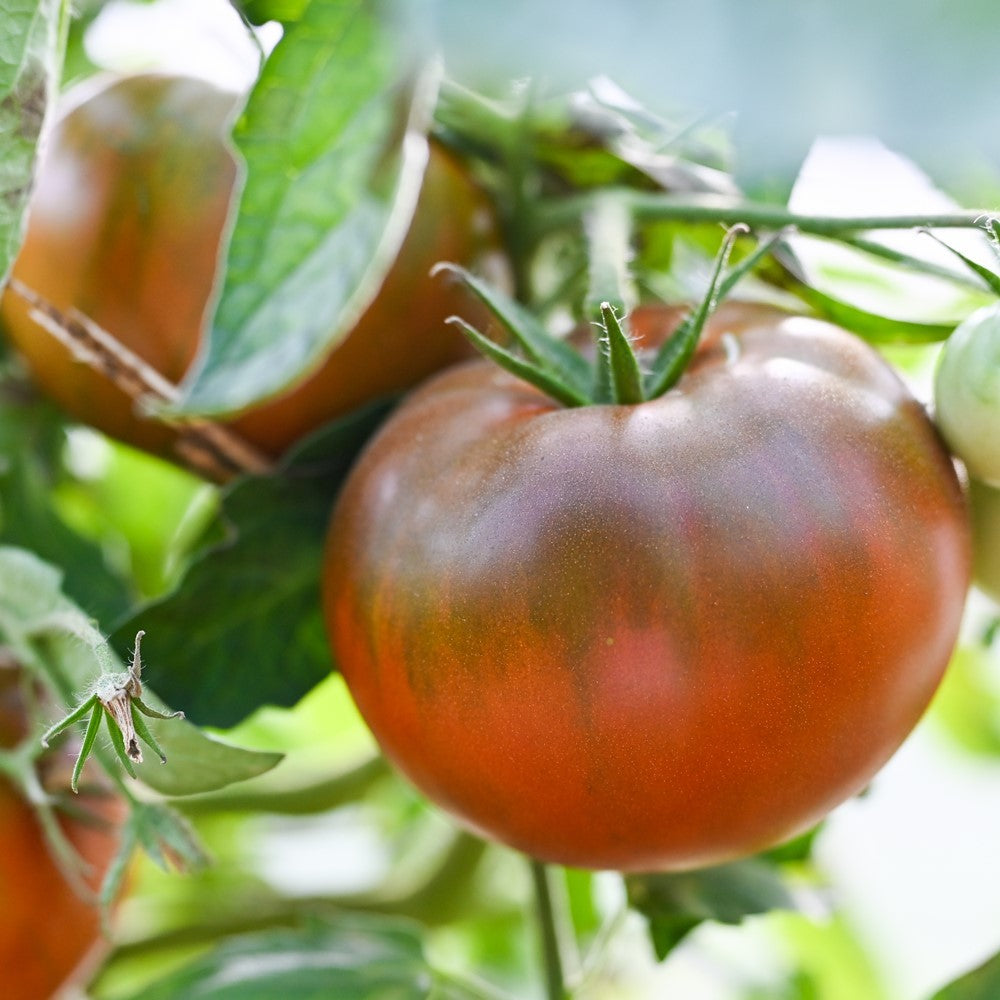 Black Prince Tomatensamen