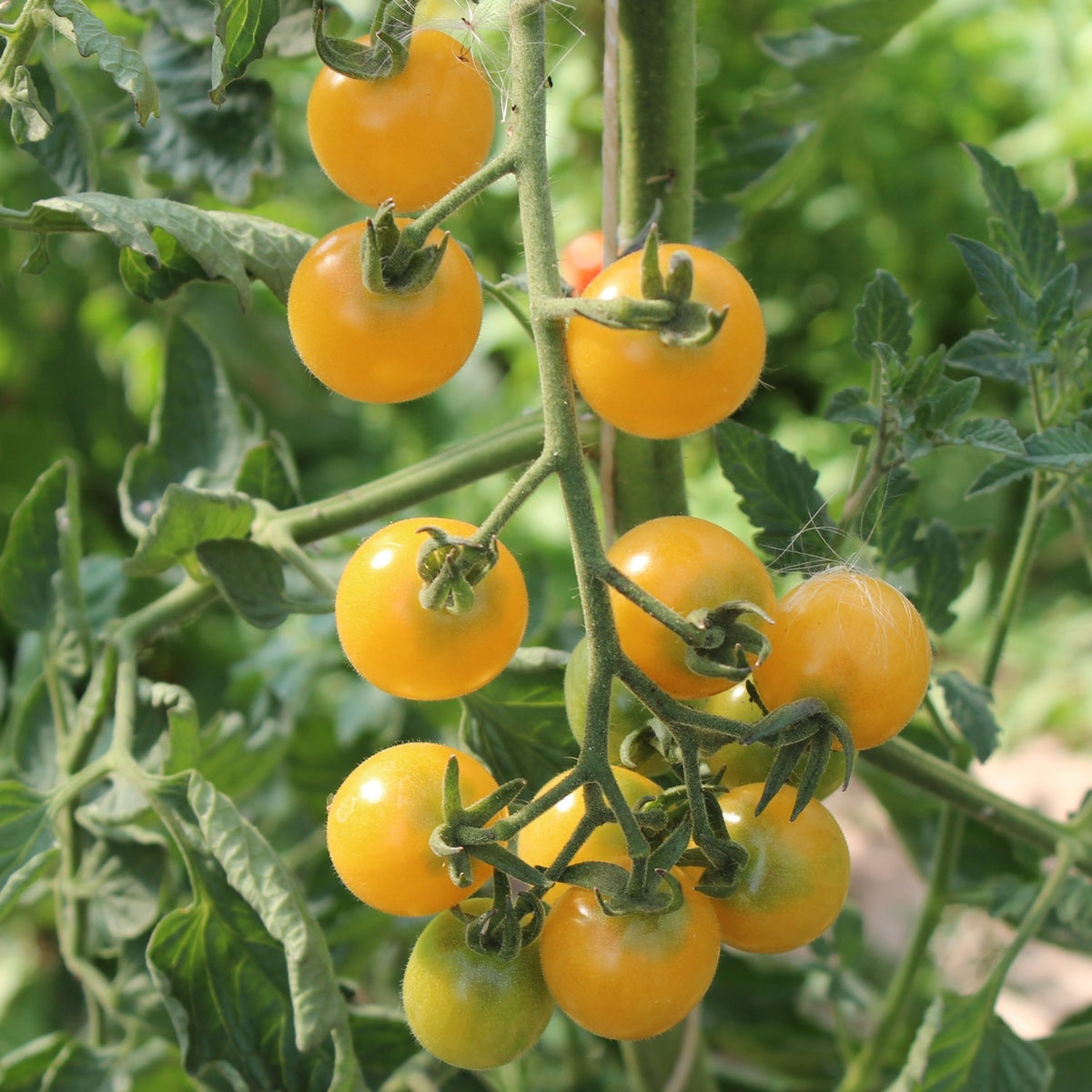 Cerise gelb Bio-Tomatensamen