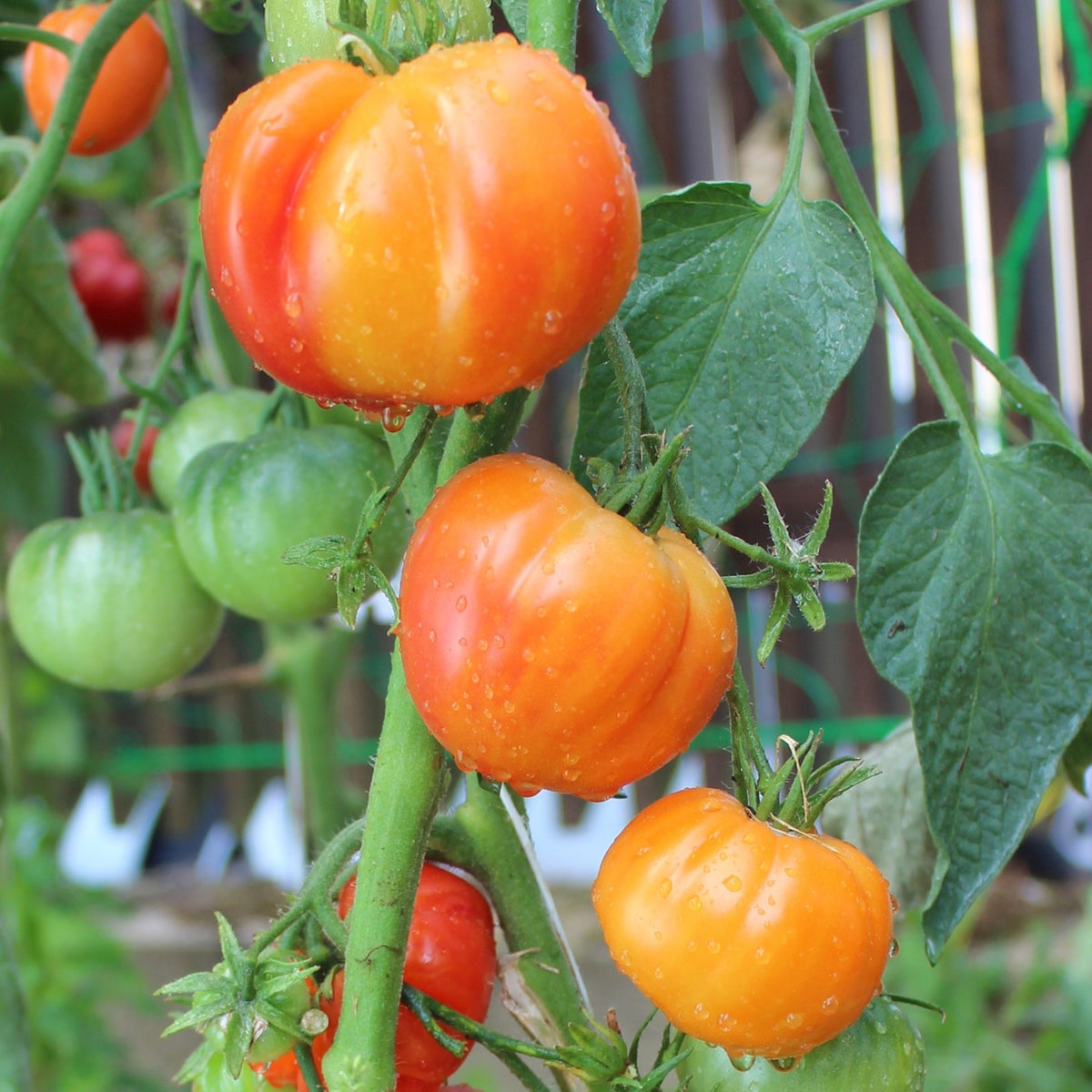 Oaxacan Jewel Bio-Tomatensamen