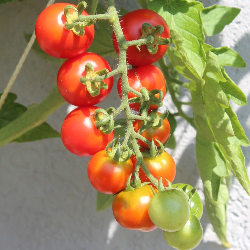 Resi Bio-Tomatensamen