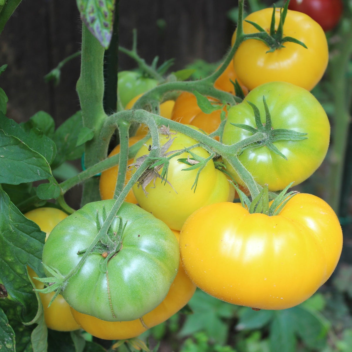 Old Yellow Candystripe Bio-Tomatensamen