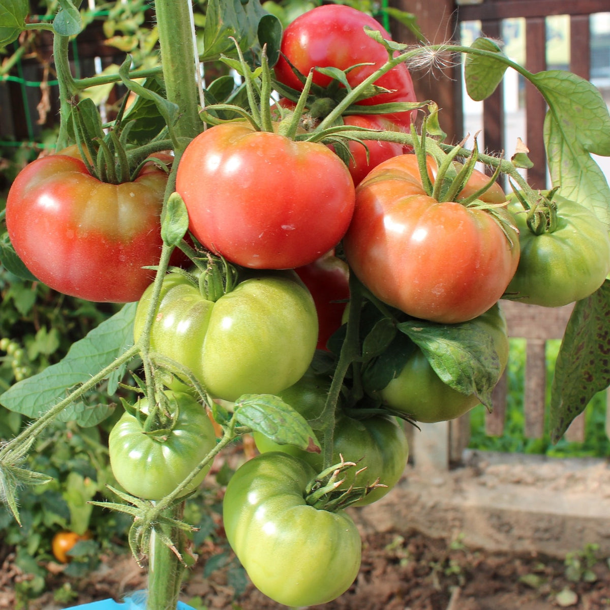 Paprikaförmige Bio-Tomatensamen