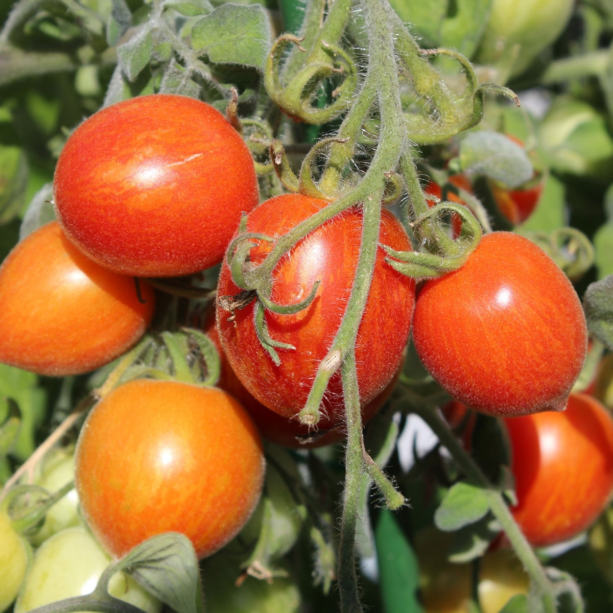 Fuzzy Wuzzy Bio-Tomatensamen