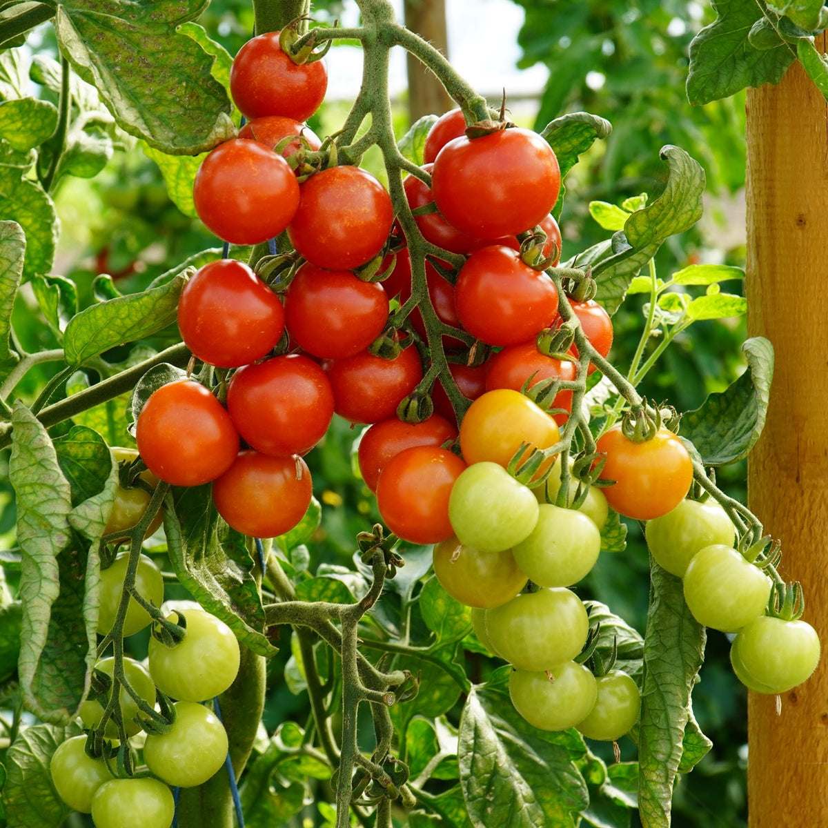 Consuelo F1 Tomatensamen