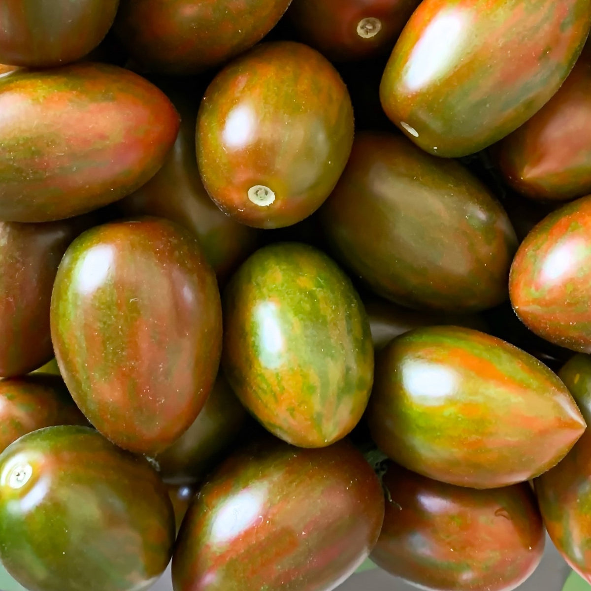 Artisan Lucky Tiger Tomatensamen