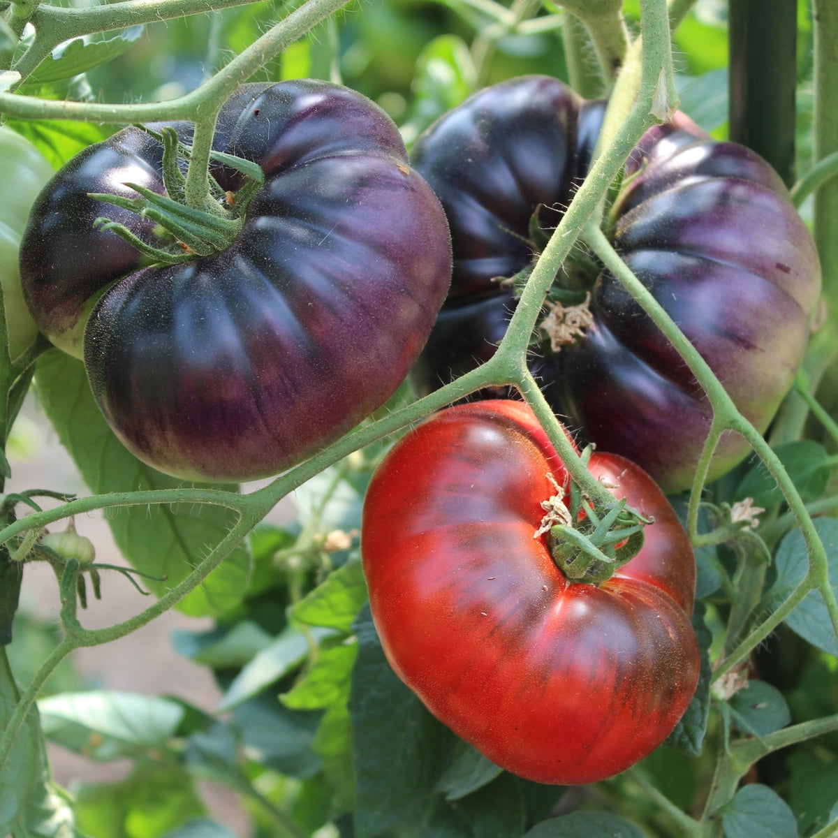 Black Beauty Bio-Tomatensamen