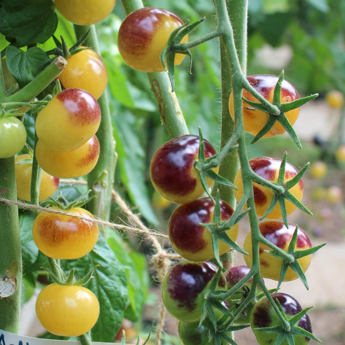 Blue Cream Berries Bio-Tomatensamen