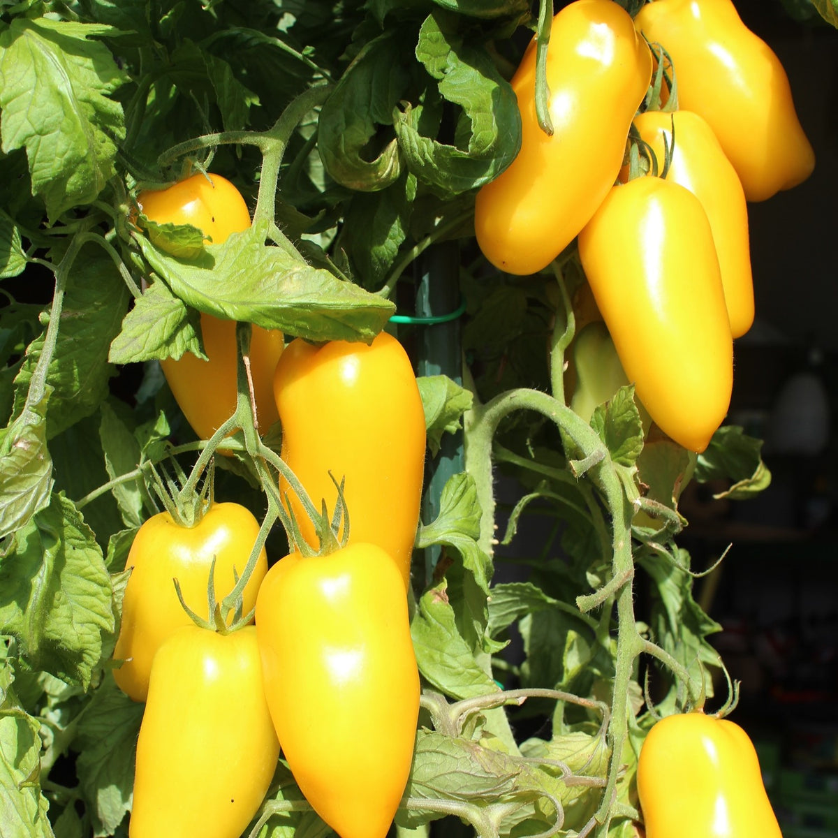 Banana Legs Bio-Tomatensamen