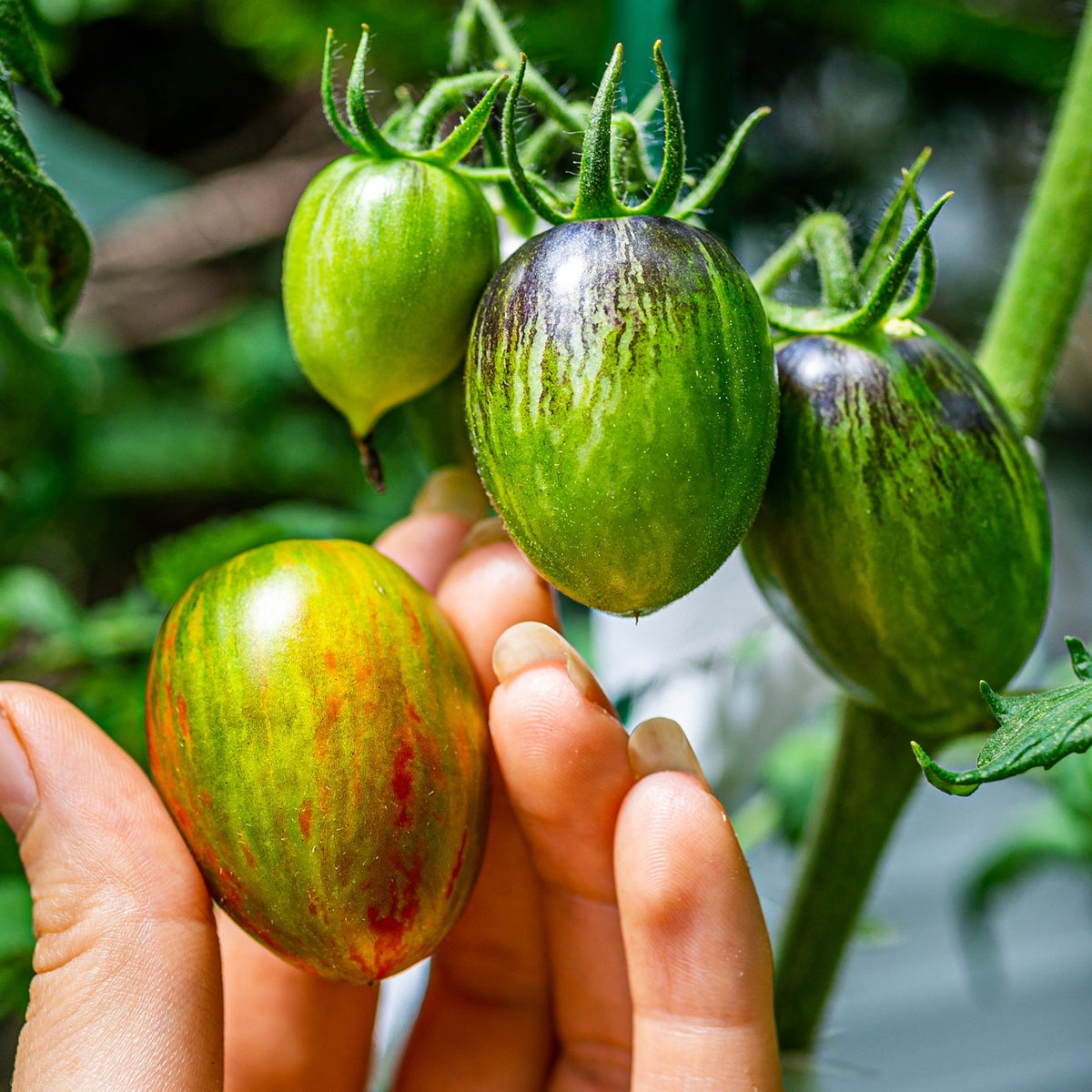 Brad`s Atomic Grape Bio-Tomatensamen