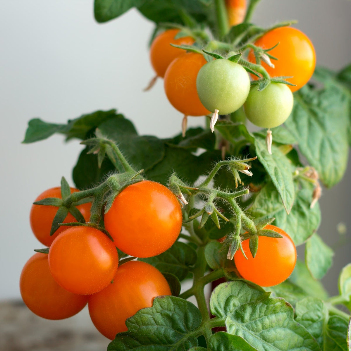 Orange Hat Bio-Tomatensamen
