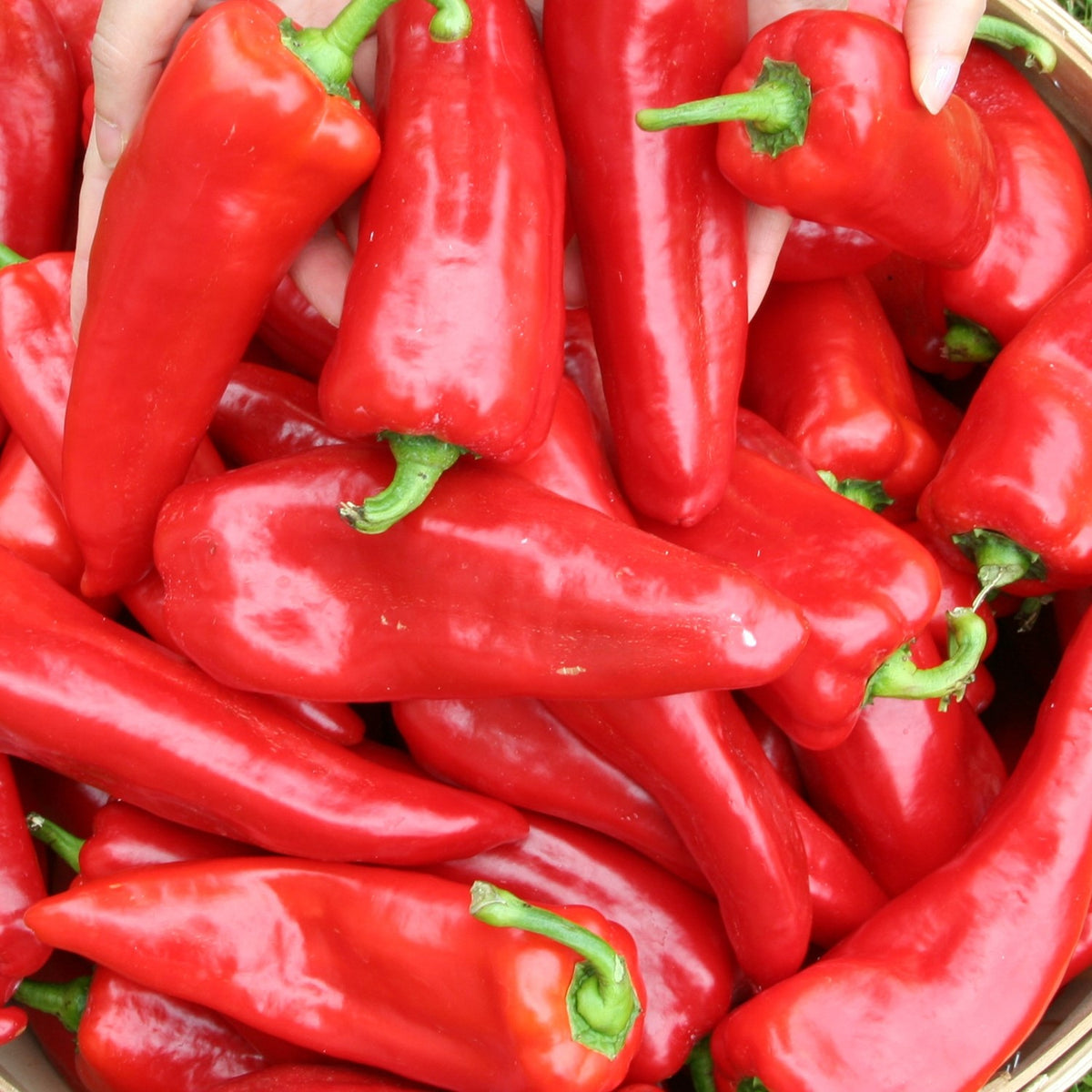 Bio-Paprika Roter Augsburger Samen