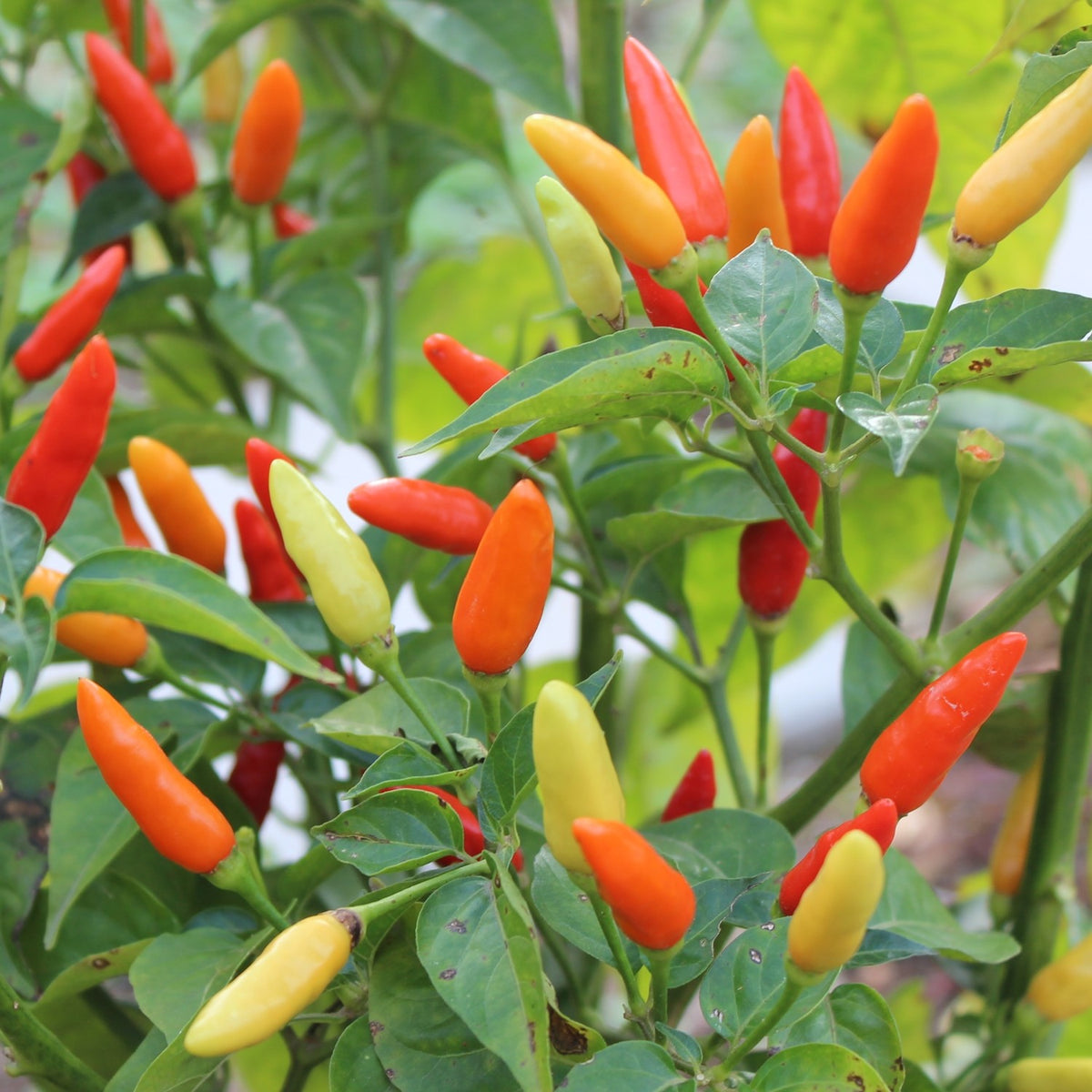 Bio-Chili Tabasco Samen