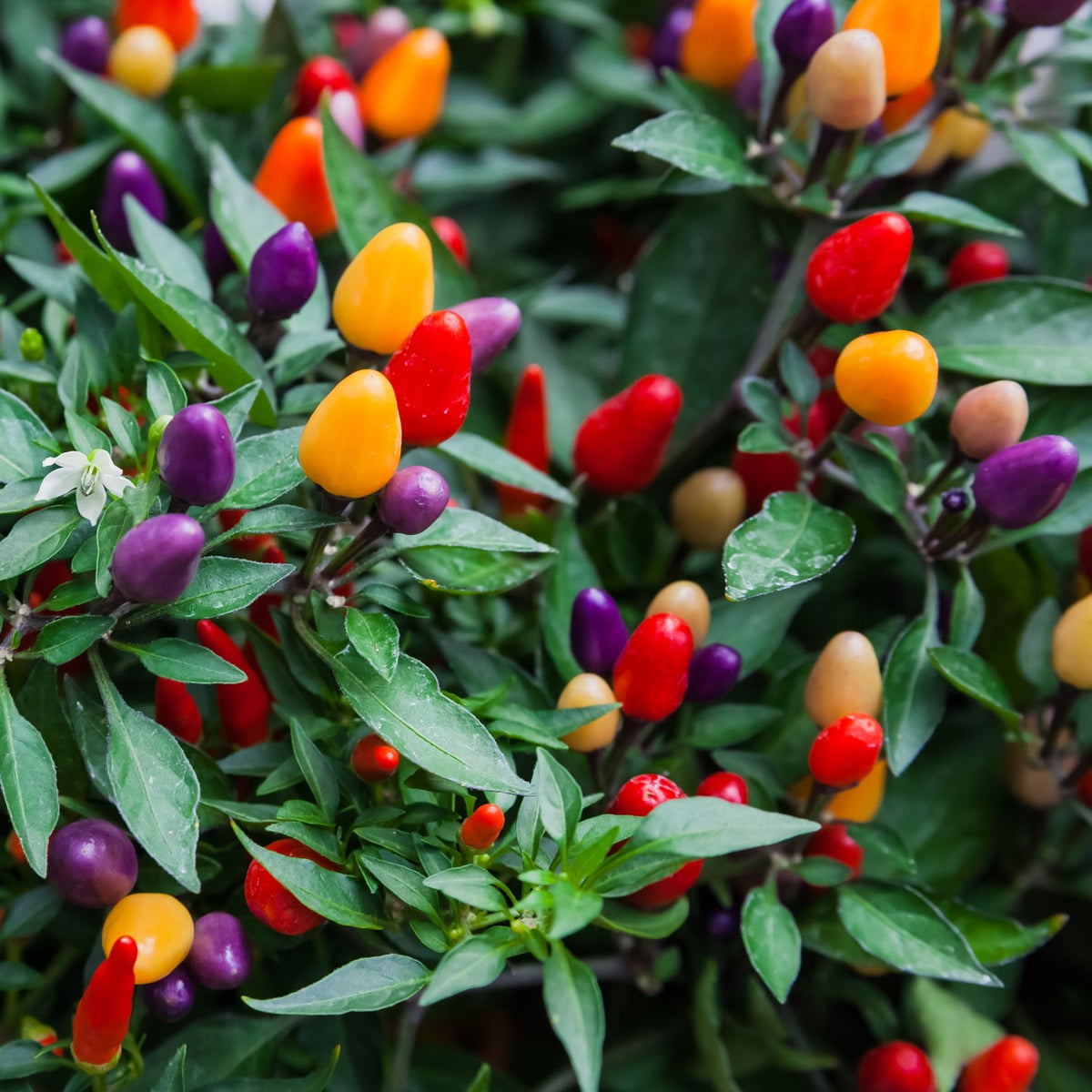 Bio-Chili Lila Luzi Samen