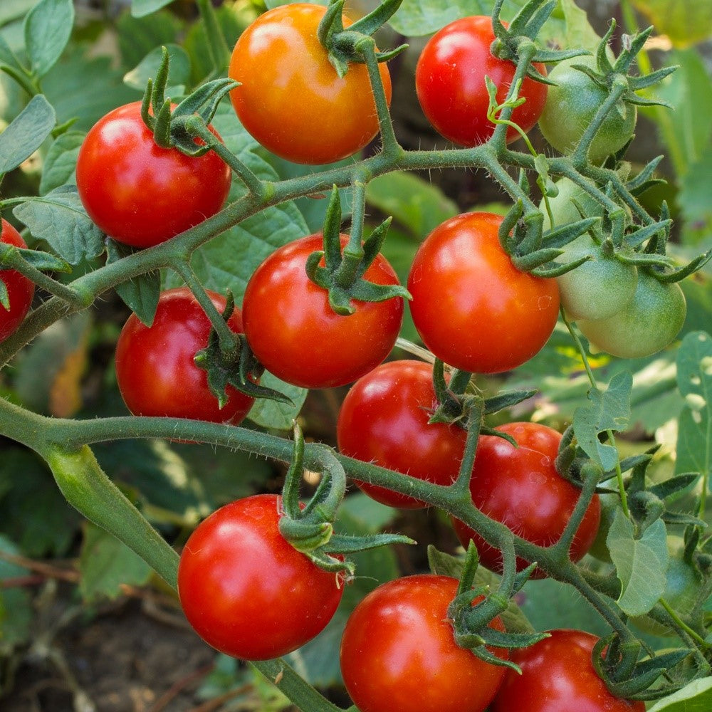 Rubylicious F1 Tomatensamen
