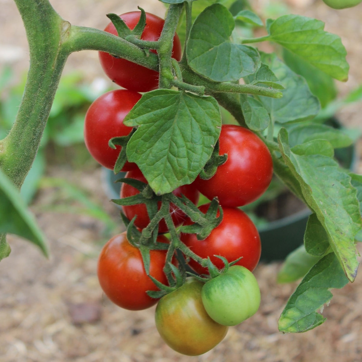 Gardener´s Delight Bio-Tomatensamen