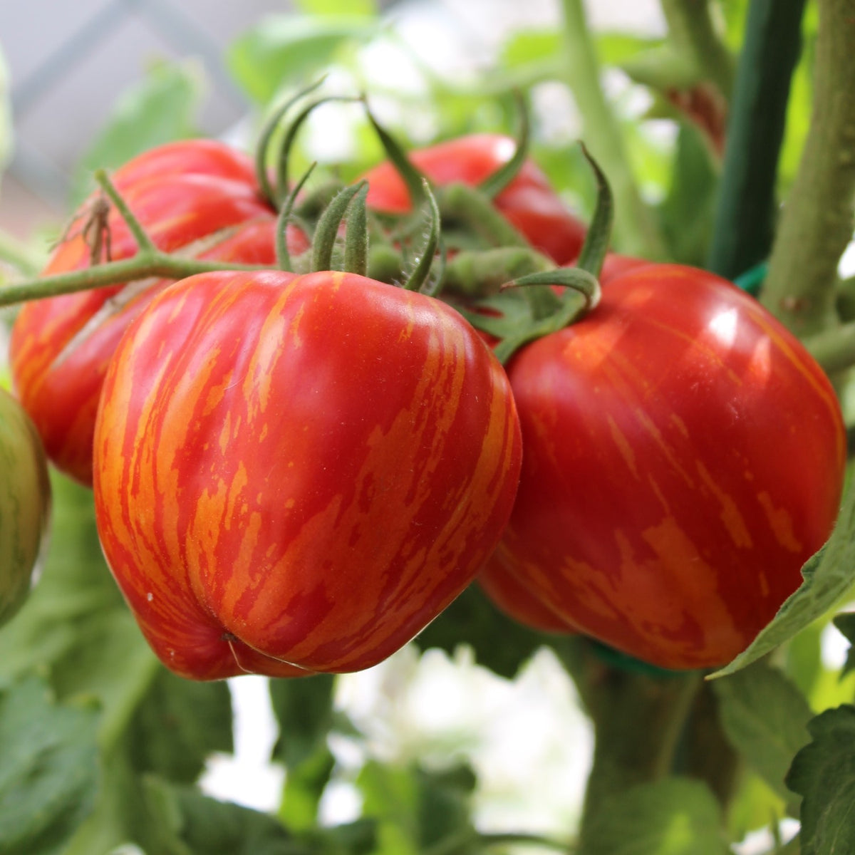 Striped Stuffer Bio-Tomatensamen