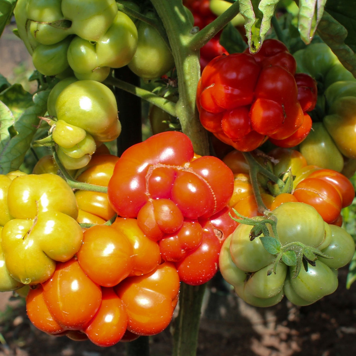 Reisetomate Bio-Tomatensamen