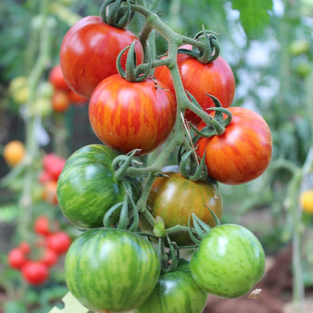 Red Zebra Bio-Tomatensamen