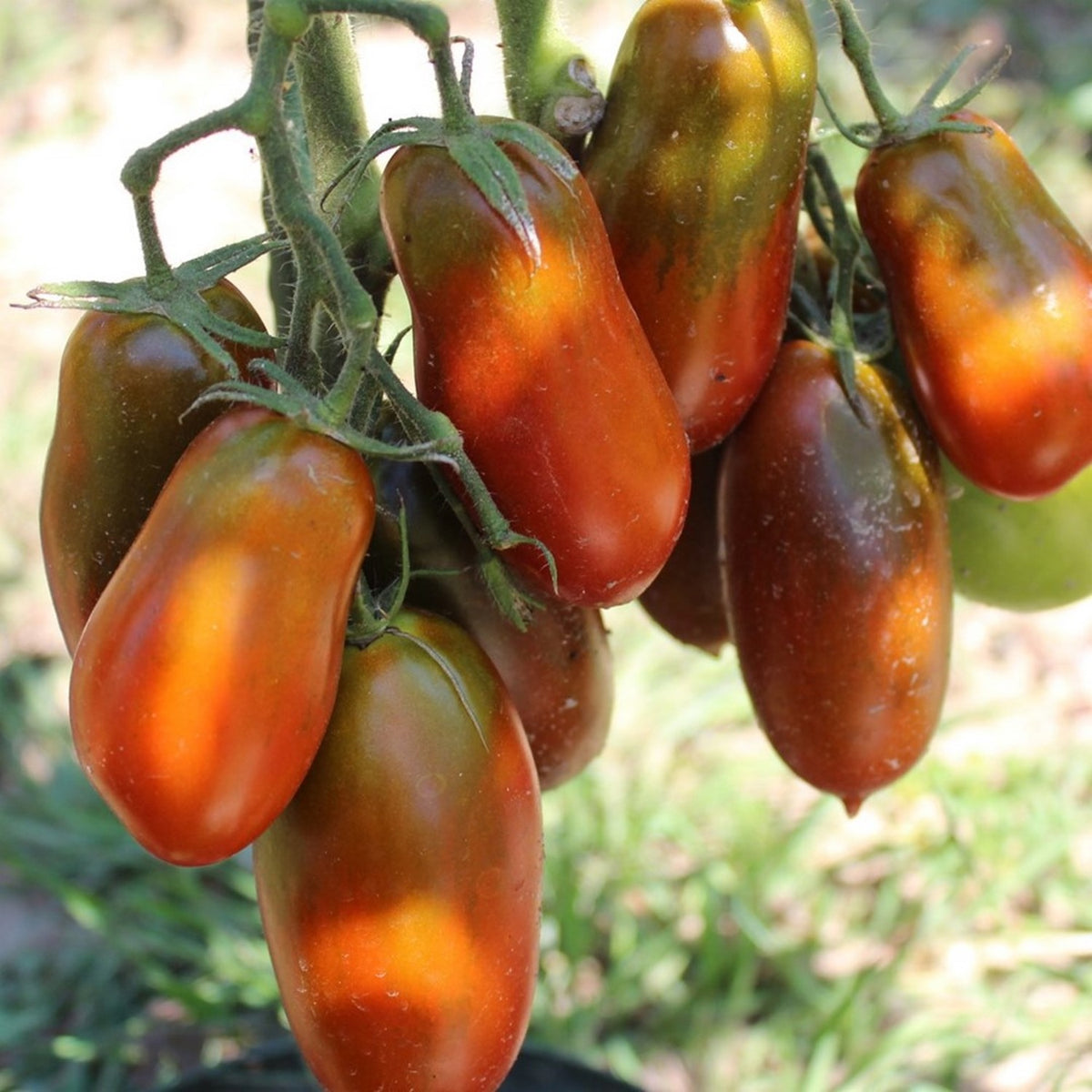 Purple Russian Bio-Tomatensamen