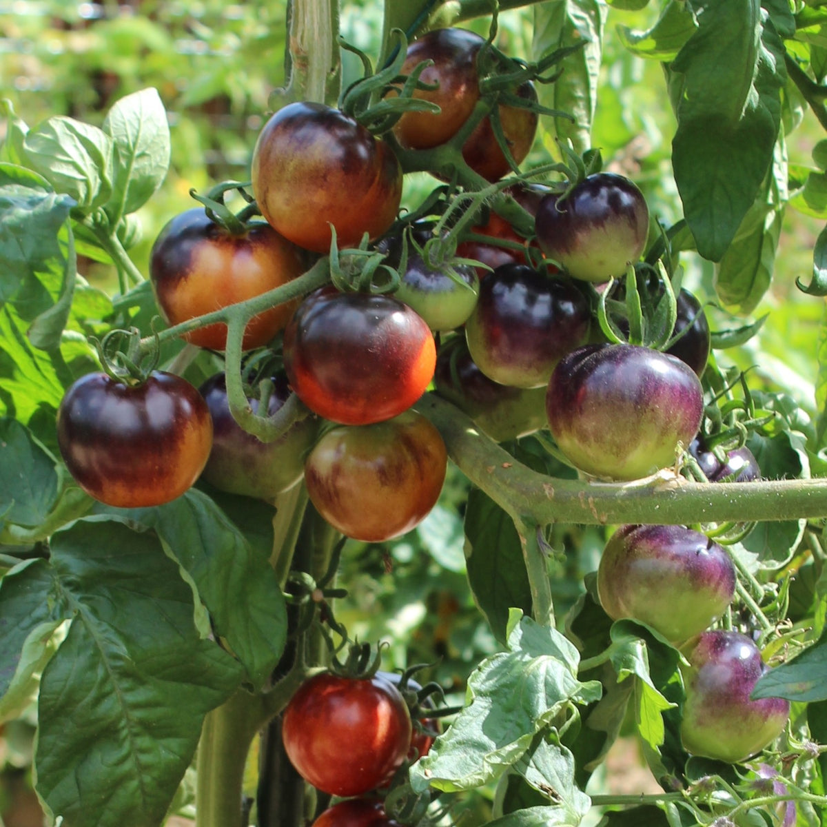 OSU Blue Bio-Tomatensamen