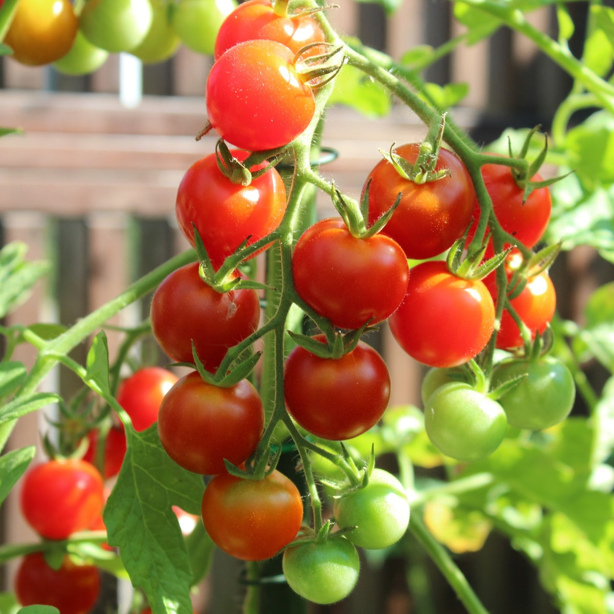 Miel du Mexique Bio-Tomatensamen