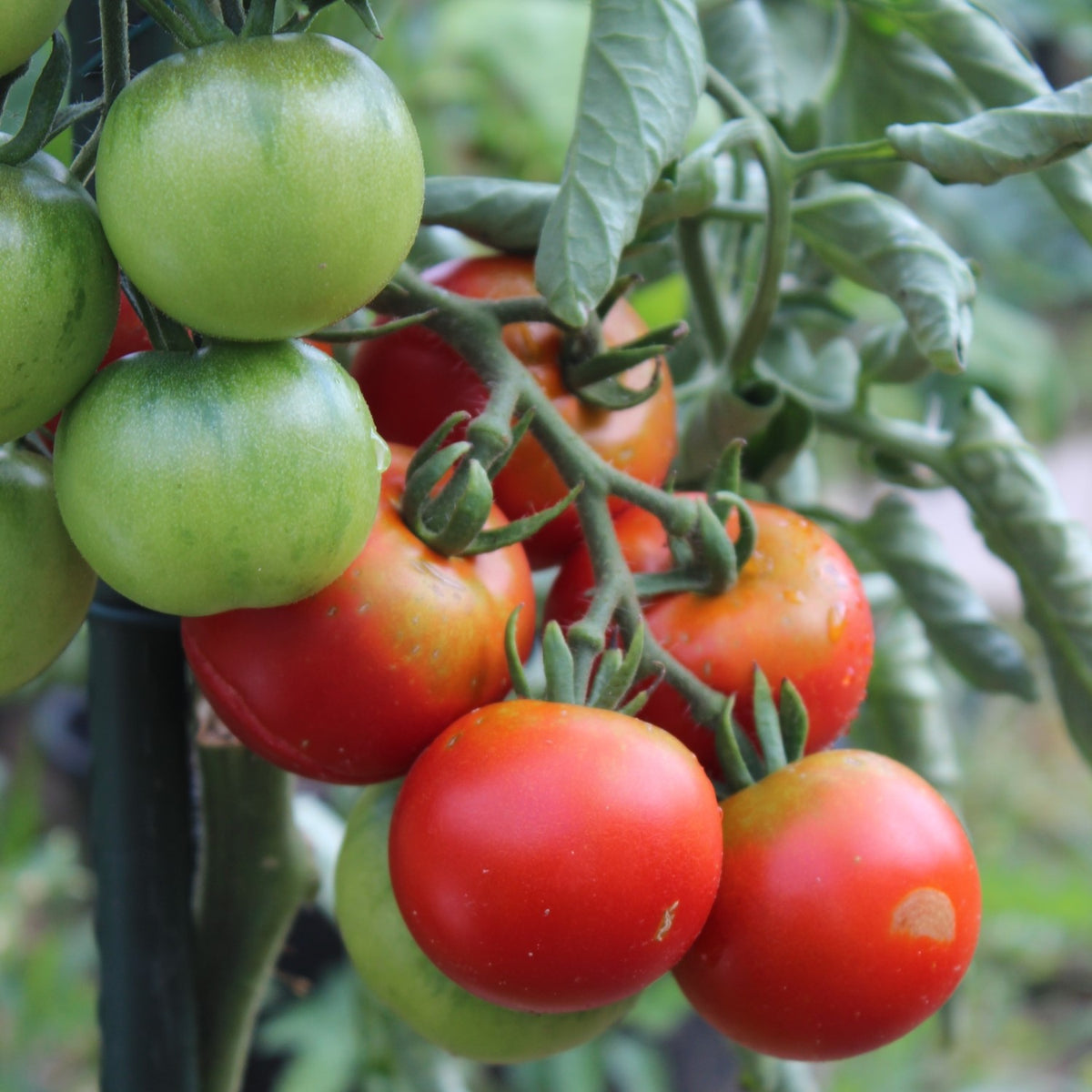 Matina Bio-Tomatensamen