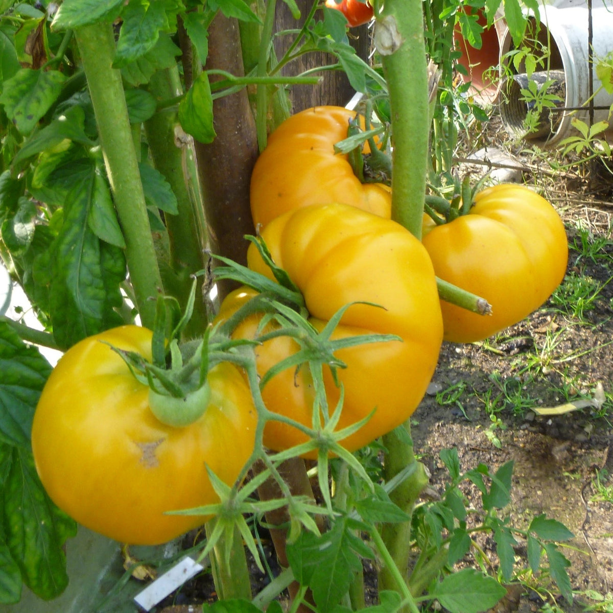 Huge Lemon Oxheart Bio-Tomatensamen