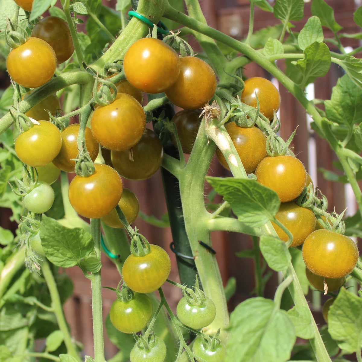 Green Doctor‘s Frosted Bio-Tomatensamen