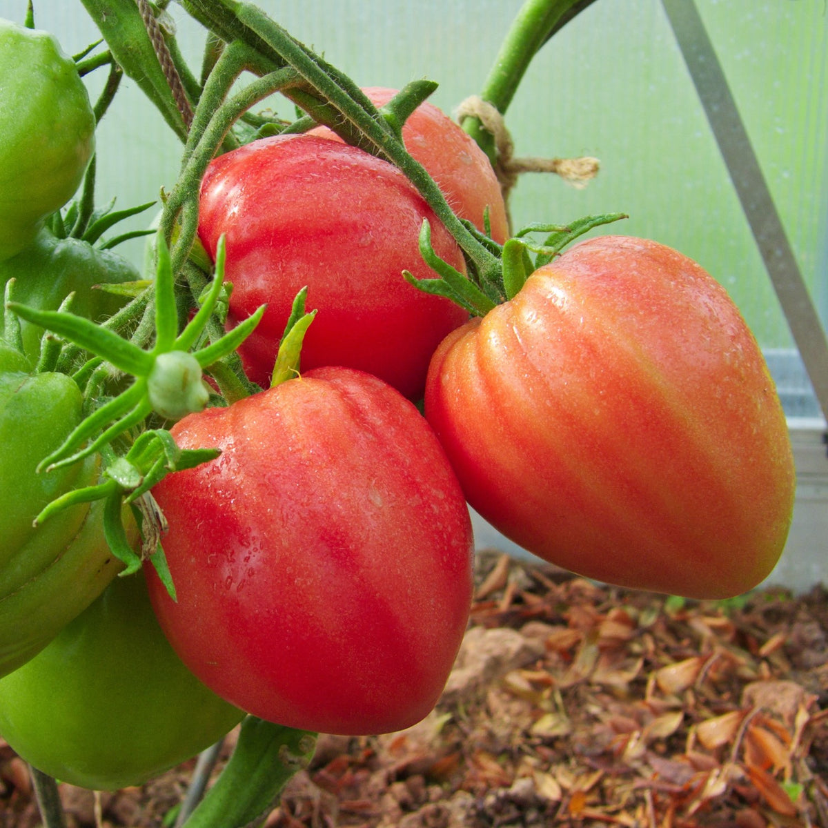 German Red Strawberry Bio-Tomatensamen